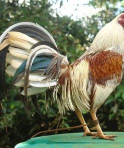american gamefowl for sale
