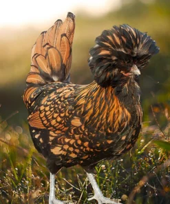 golden laced polish chicken