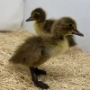 Ducklings: Khaki Campbell