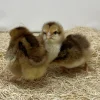 speckled sussex chicks for sale