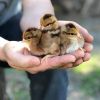 welsummer chicken chicks for sale