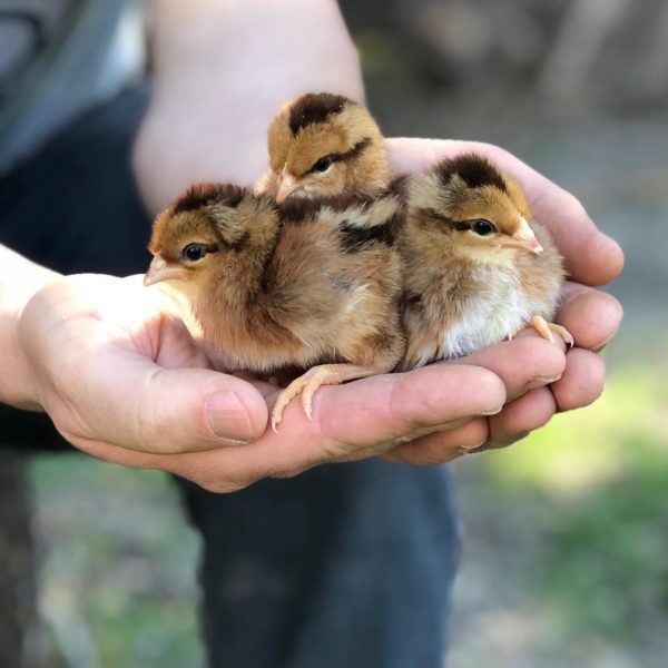 welsummer chicken chicks for sale welsummer chicken chicks for sale