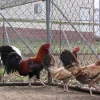 game fowls for sale