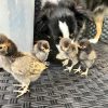 golden laced polish day old chicks