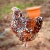 jubilee orpington hens for sale