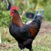black copper mara roosters