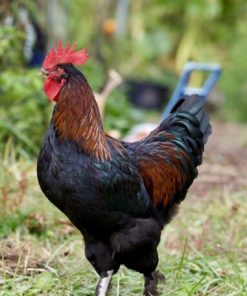 black copper mara roosters