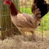 kelso hen gamefowl for sale