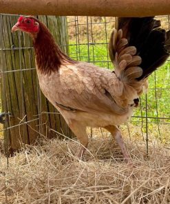 kelso hen gamefowl for sale