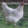 lavender orpington chickens