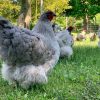 lavender chicken for sale1