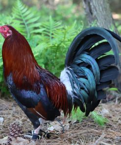 lacy roundhead gamefowl for sale