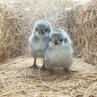 Lavender-Orpington-CMYK Lavender Orpington day-old chicks