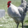 lavender orpington roosters