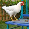 White_Leghorn_hen