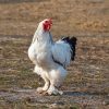 light brahma chickens