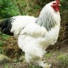 light brahma rooster for sale