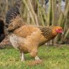 Buff-Brahma-Chicks