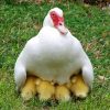 Muscovy