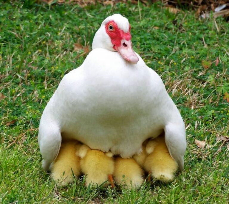 Muscovy Muscovy
