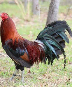 penny harold brown gamefowl