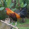 peruvian rooster for sale