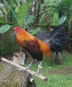 peruvian rooster for sale