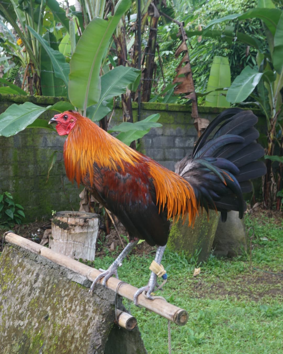 Peruvian-Rooster peruvian rooster for sale
