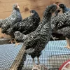 barred plymouth rock eggs for sale 1