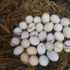 gamefowl eggs for sale