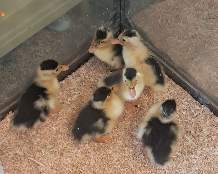 Buy sexed live Magpie day-old ducklings Buy sexed live Magpie day-old ducklings