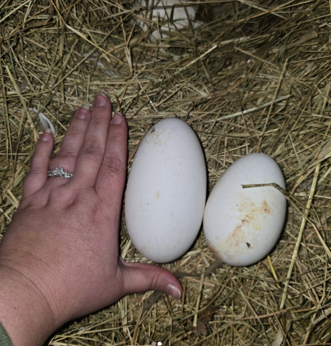 fertile Sebastopol Goose hatching eggs online fertile Sebastopol Goose hatching eggs online