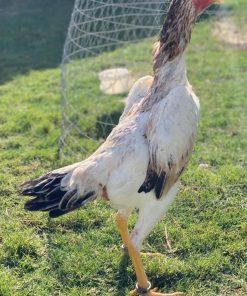 shamo roosters for sale