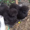 black silkie chickens for sale6