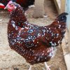 Speckled-Sussex-Hen