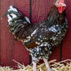 Speckled-Sussex-Rooster