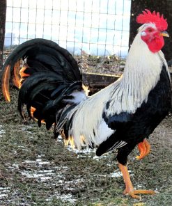 Ginn Grey Toppy Roosters