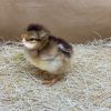 welsummer day old chicks