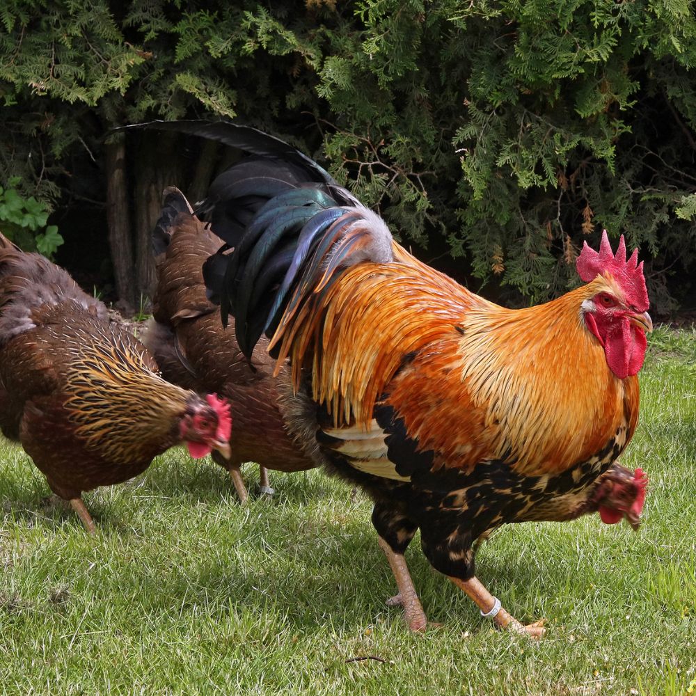 welsummer roosters welsummer roosters