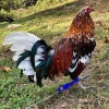 whitehackle gamefowl for sale 2