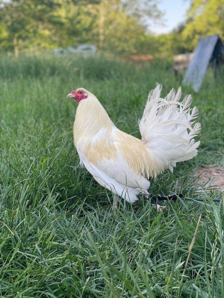 White Standard Old English Game Chickens For Sale White Standard Old English Game Chickens For Sale