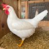 white leghorn chickens for sale