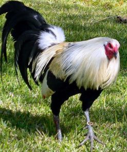 clement grey gamefowl for sale