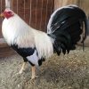 frost grey gamefowl for sale