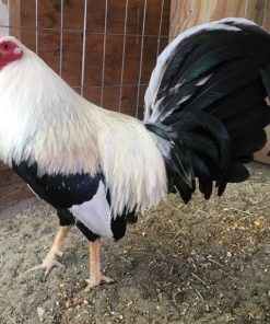 frost grey gamefowl for sale