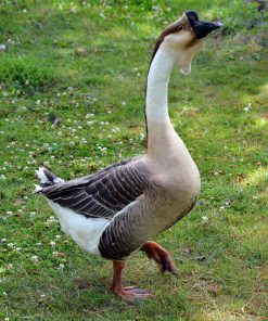 african-goose2