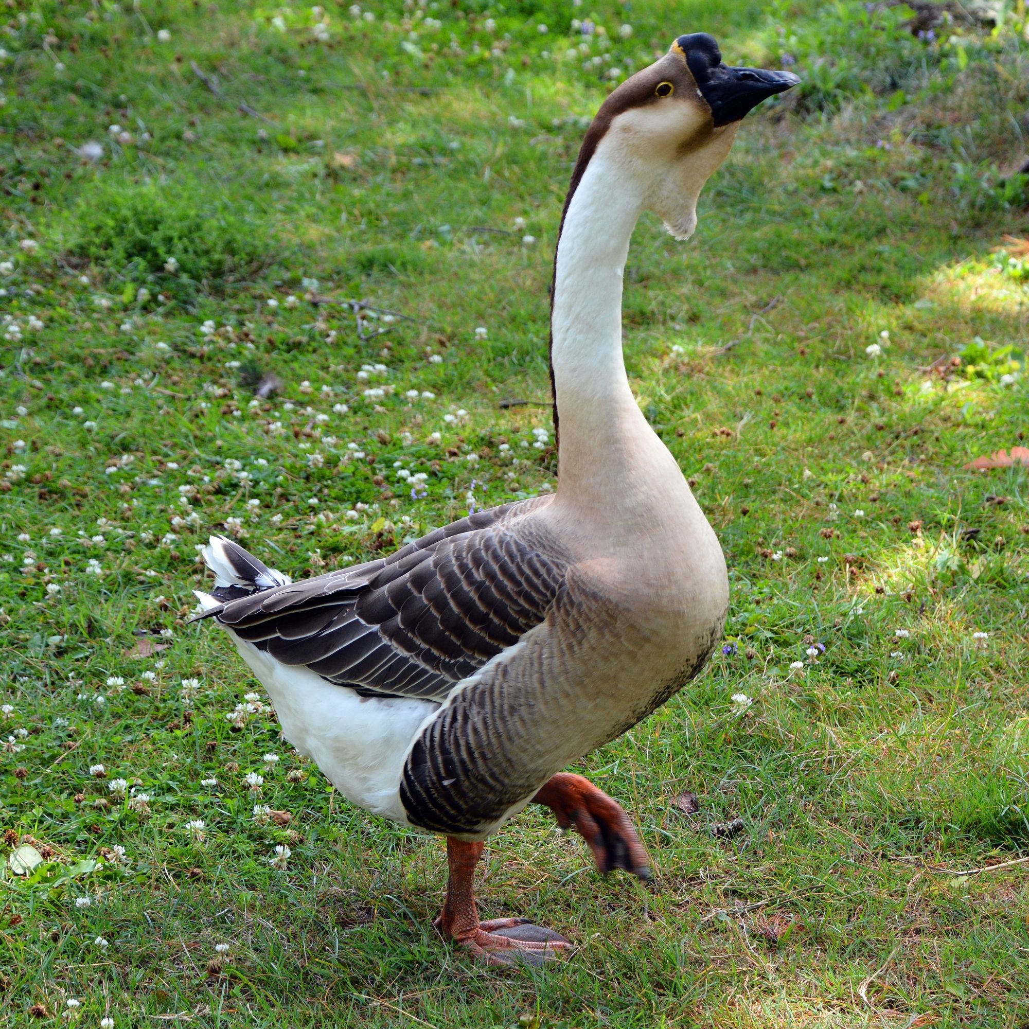 african-goose2 african-goose2