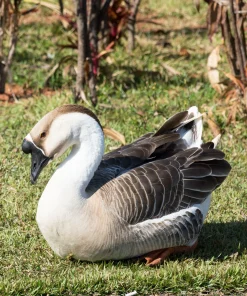 brown african geese for sale