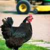 buy australorp chickens4