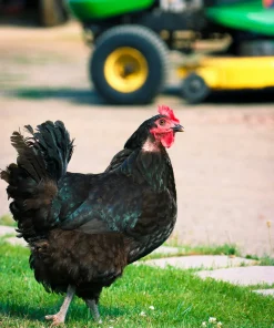 buy australorp chickens4